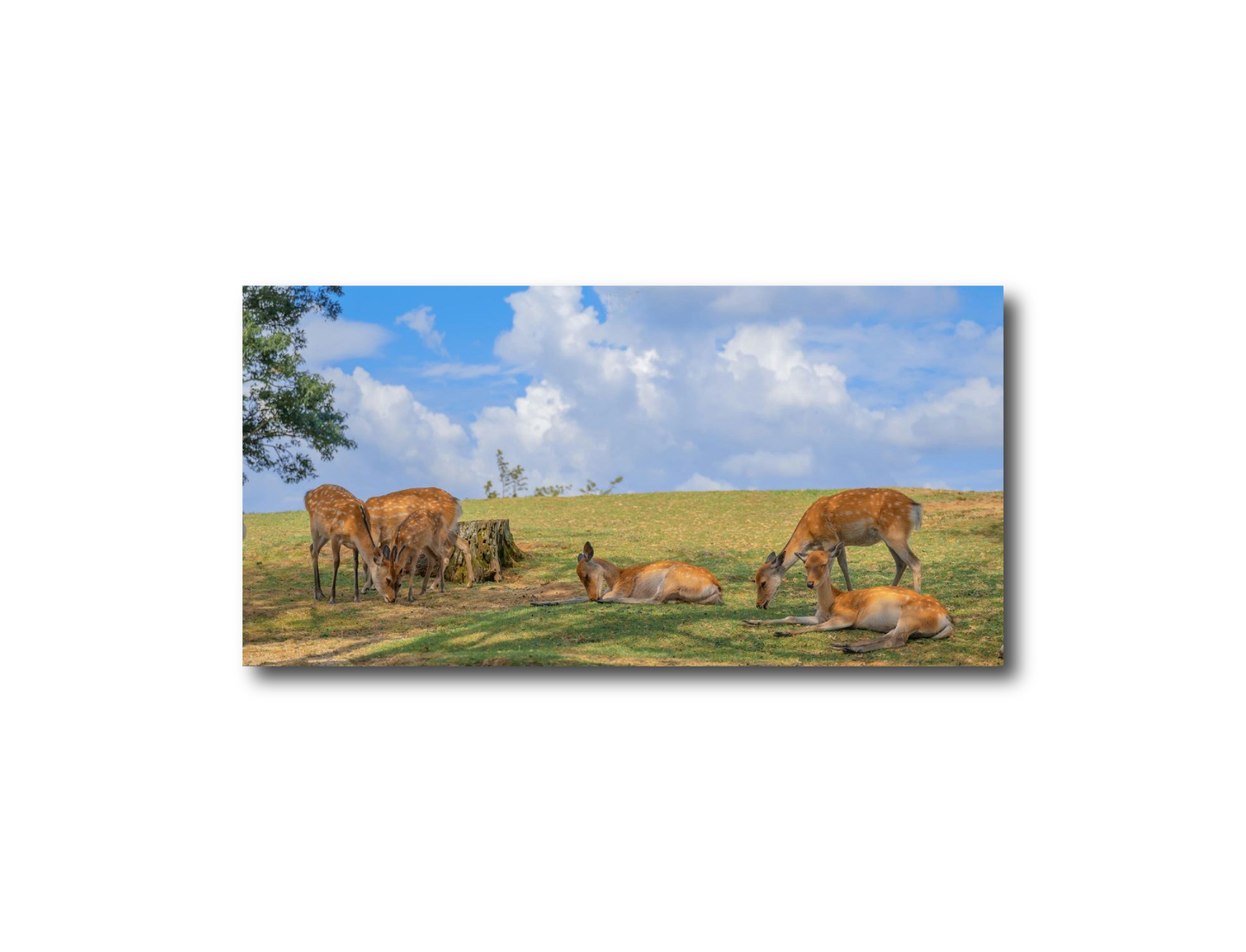 Wildlife